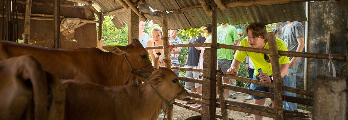 Student and Cows