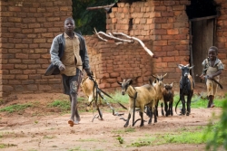 Boys with goats in Wimbe Village.