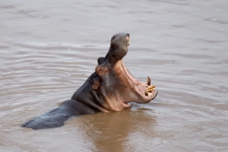Kathryn Waitt looks at hippos in the South Luangwa River in Zambia.
